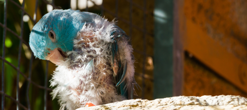 Tipy pro zdraví: Poznáte, že papouška něco trápí?