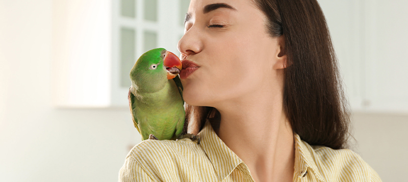 Co by vás nemělo překvapit při pořízení vašeho prvního papouška?