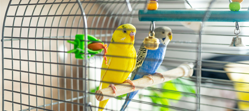 Jakou zvolit podestýlku do klecí?