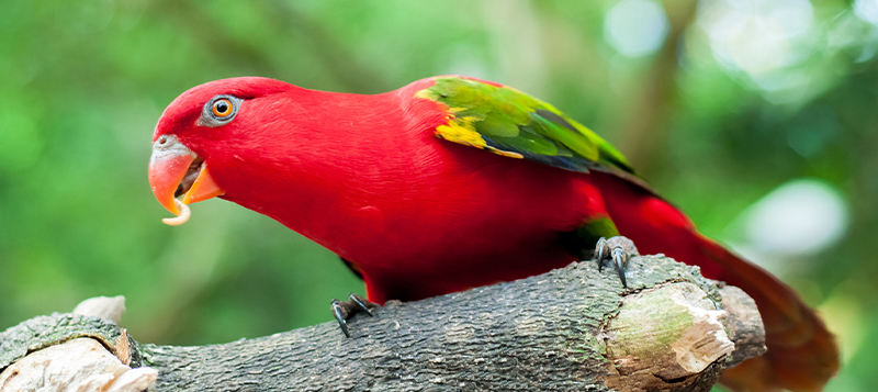 Dokrmování ptáků hmyzem - je to nutnost nebo rozmar?