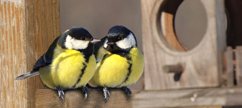 Jak a čím dokrmovat venkovní ptactvo a na co si dát pozor?