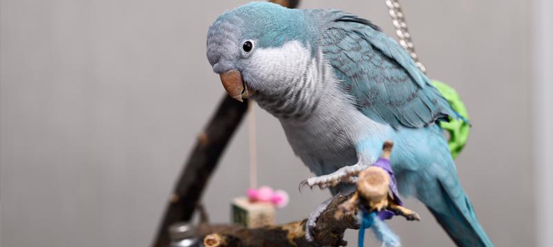 Dva návody na výrobu bezpečné a zábavné hračky pro papouška