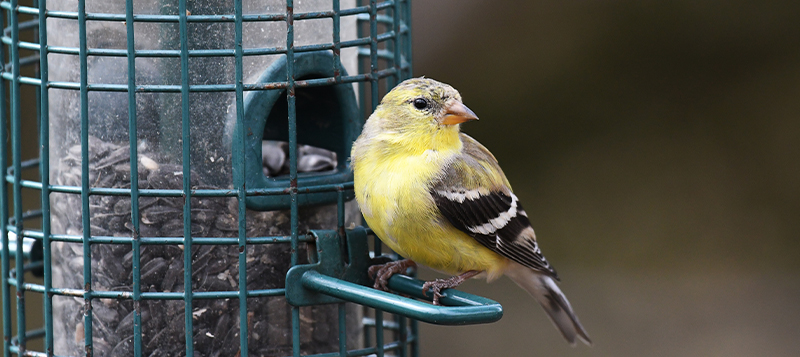 Jak neublížit dokrmováním volně žijícím ptákům ani přírodě
