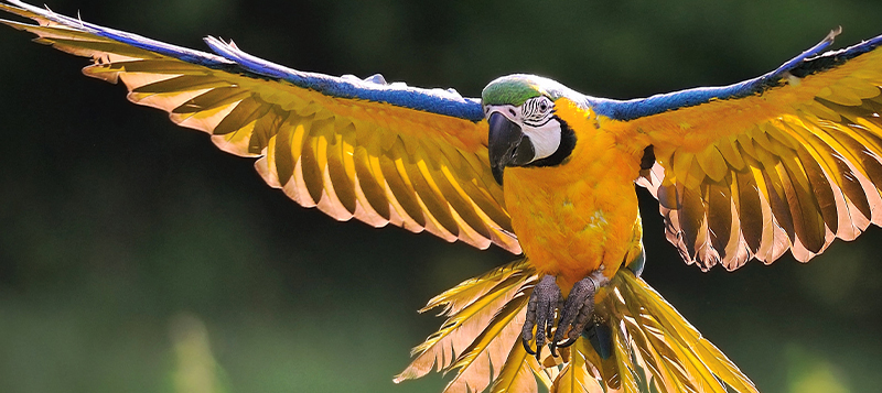 Volnoletectví – nádherná zábava pro papoušky i jejich majitele