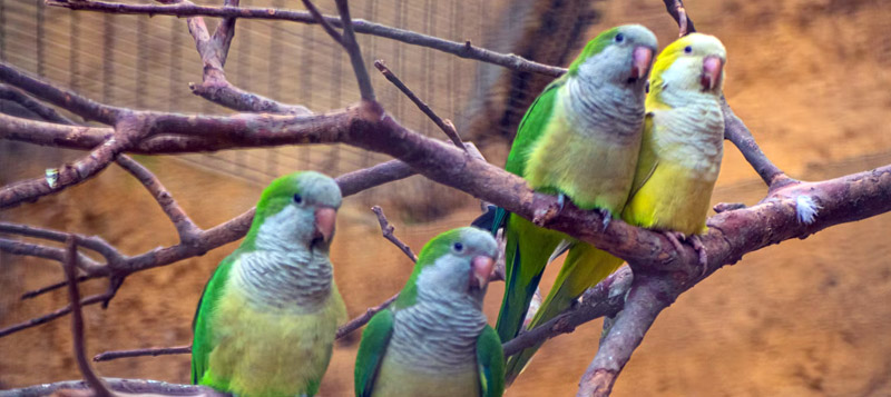 Harmonické soužití ve voliéře: Jak chovat společně různé druhy malých papoušků?