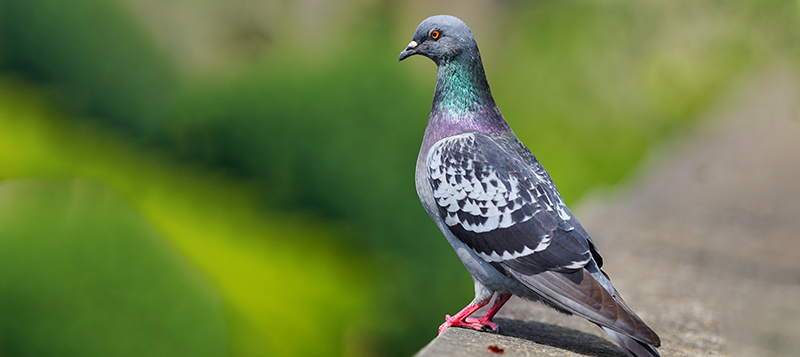 Jak se šetrně zbavit holubů na terase a balkoně?