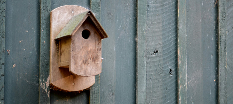 Jak pomoct s hnízděním venkovním ptákům?
