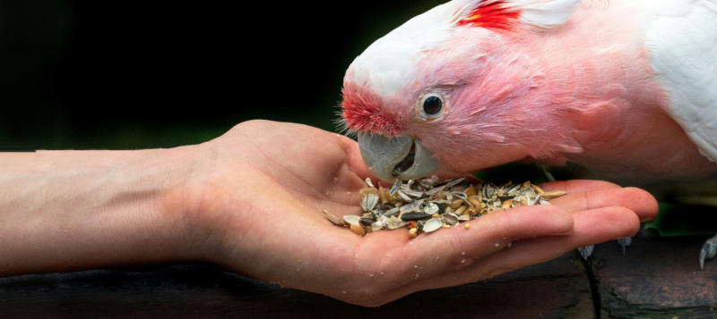 Co je to grit a proč je pro ptáky důležitý?