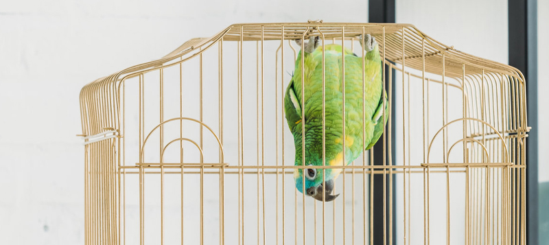 Jak vybrat vhodnou klec pro malé papoušky