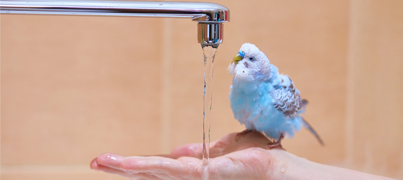 Koupání papoušků - horor nebo příjemná kratochvíle, kterou si užijete společně?