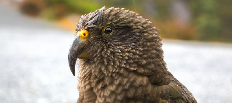 Nestor Kea: ohrožený a raritní pták, jehož pár stojí tisíce eur
