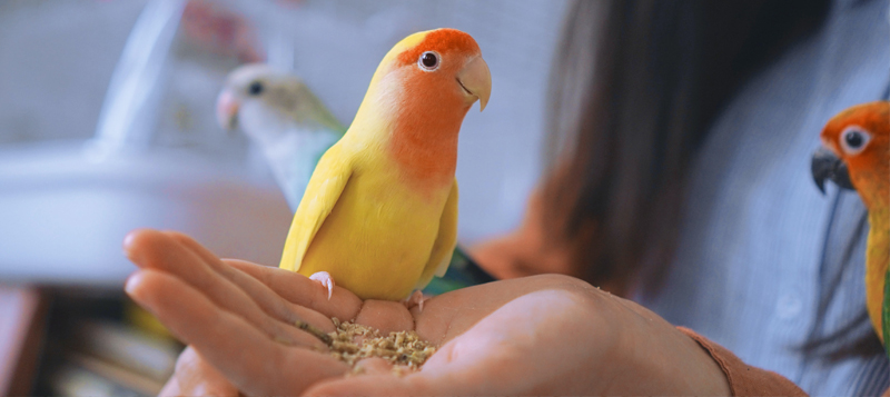 Postarejte se svým papouškům o vysokou imunitu nejen v zimě