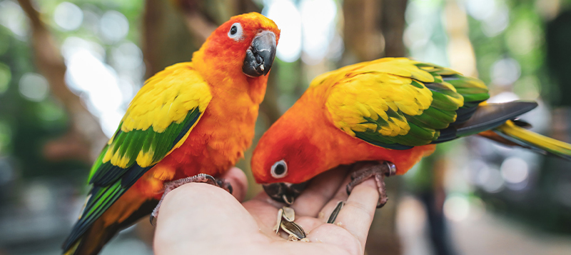Slunečnice jako hodnotný zdroj tuků i živin a její nástrahy
