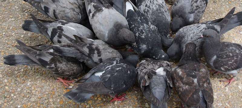 Chovatelství holubů je náročný, ale i krásný koníček. Poznejte ho blíže!