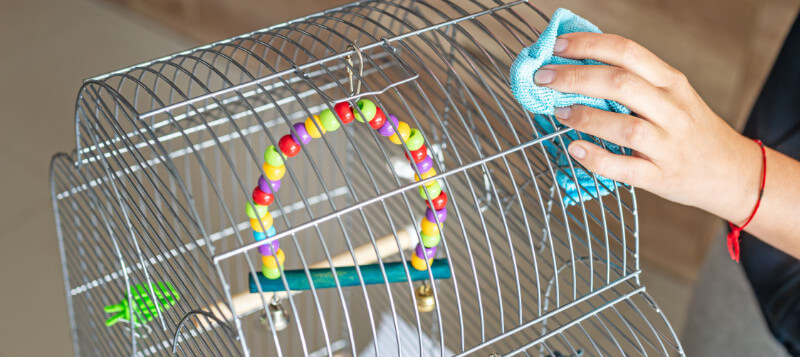 Jak často a správně čistit klec pro papoušky?