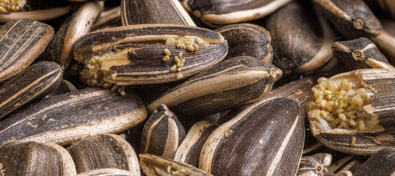 Co dělat, když se v zrní objeví moli?