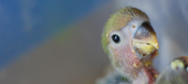 Kdy a jak správně papouškům podávat vaječné směsi