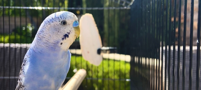 I vašeho papouška může ohrozit nedostatek vápníku. Jak tomu předcházet?
