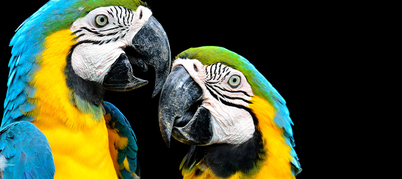 Jak papouškovi pomoct s přirozeným obrušováním drápků a zobáku?