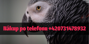 Nákup po telefonu 