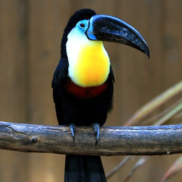 Ramphastos tukan belolici