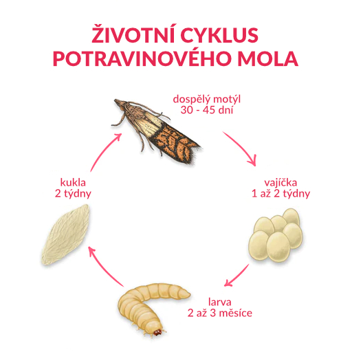 Moly Jak Je Zlikvidovat (molů potravinových, molů šatních, proti molům, zdroje napadení, skříně zásuvky) Moly Jak Je Zlikvidovat