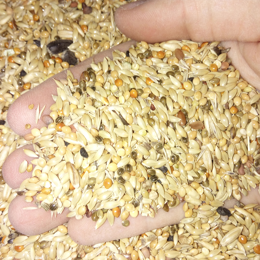vhodná semena jsou rdesno ptačí, kokoška pastuší tobolka, lesknice či slunečnice
