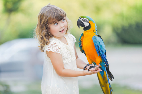 Co by vás nemělo překvapit při pořízení vašeho prvního papouška?