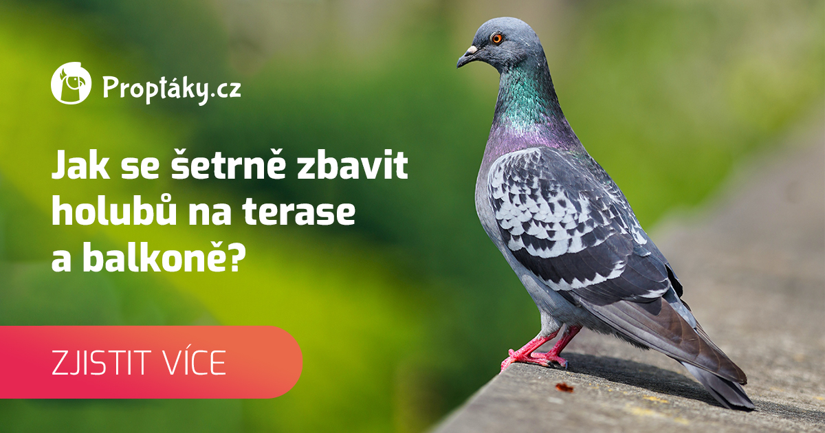 Jak Se Zbavit Holubu Na Balkone () Jak Se Zbavit Holubu Na Balkone