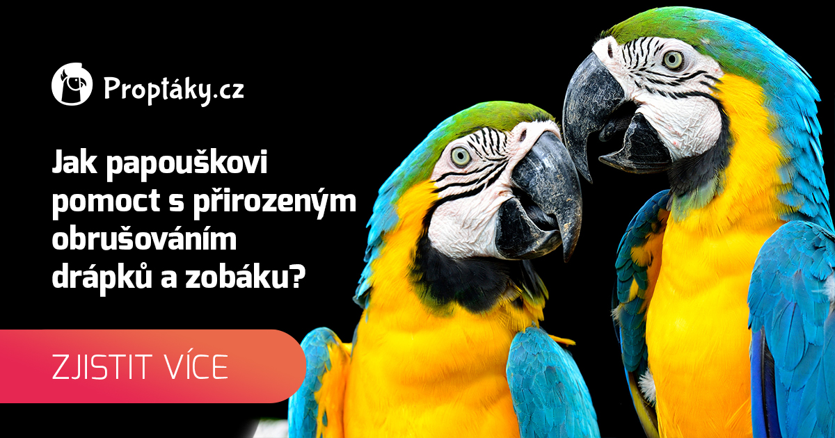 Jak správně uchopit papouška?