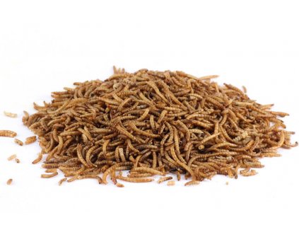 moučný červ