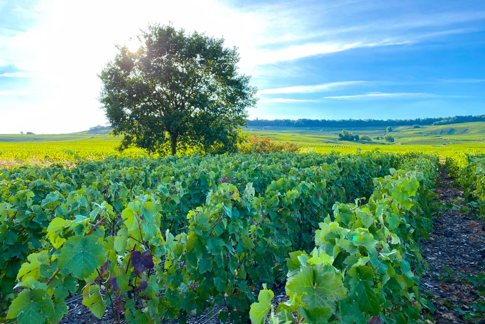 Z čeho se dělá champagne