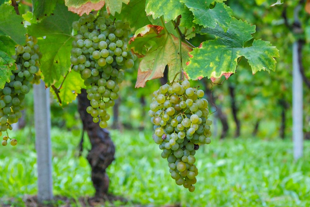 Z čeho se dělá prosecco