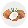 cocco