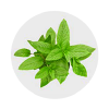 menta