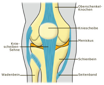 meniskus