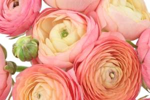 Floristický koutek - Jaké květiny na Valentýna