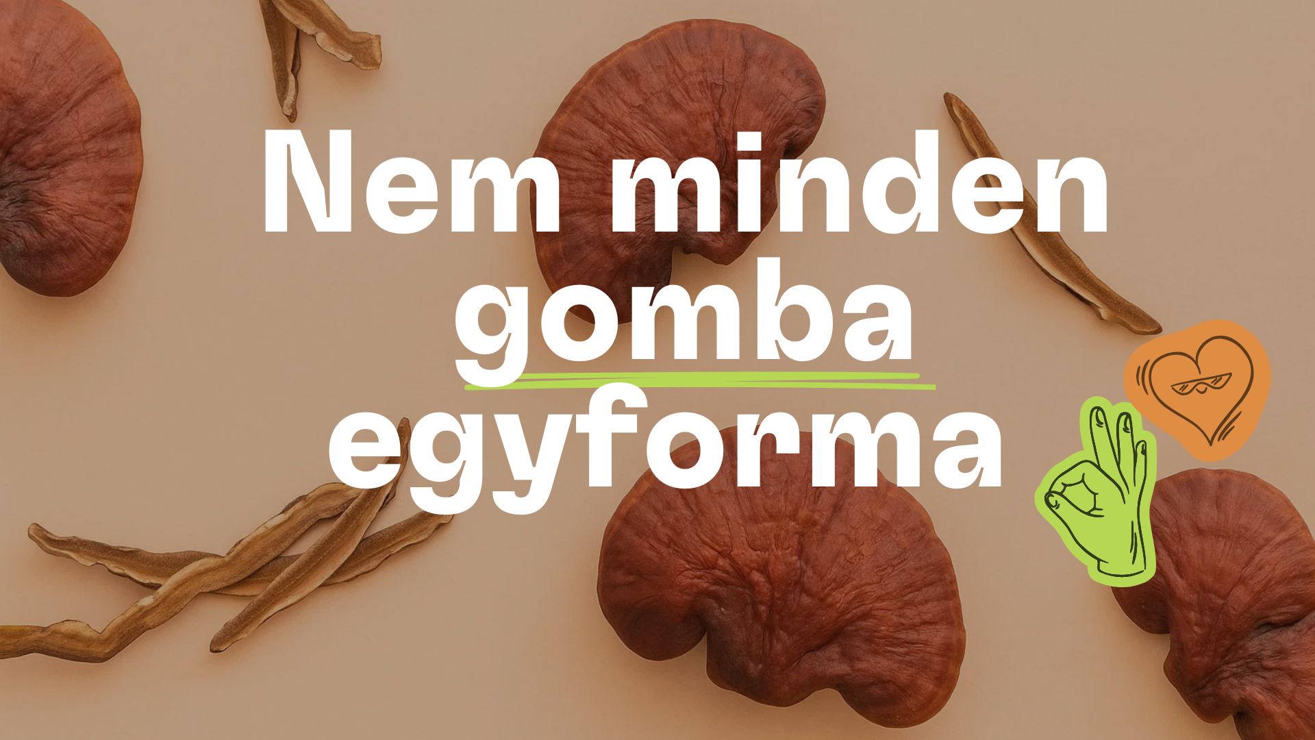 Gombák, amiket nálunk nem találsz meg: Cordyceps, Reishi és Lion’s Mane energiára, nyugalomra és fókuszra