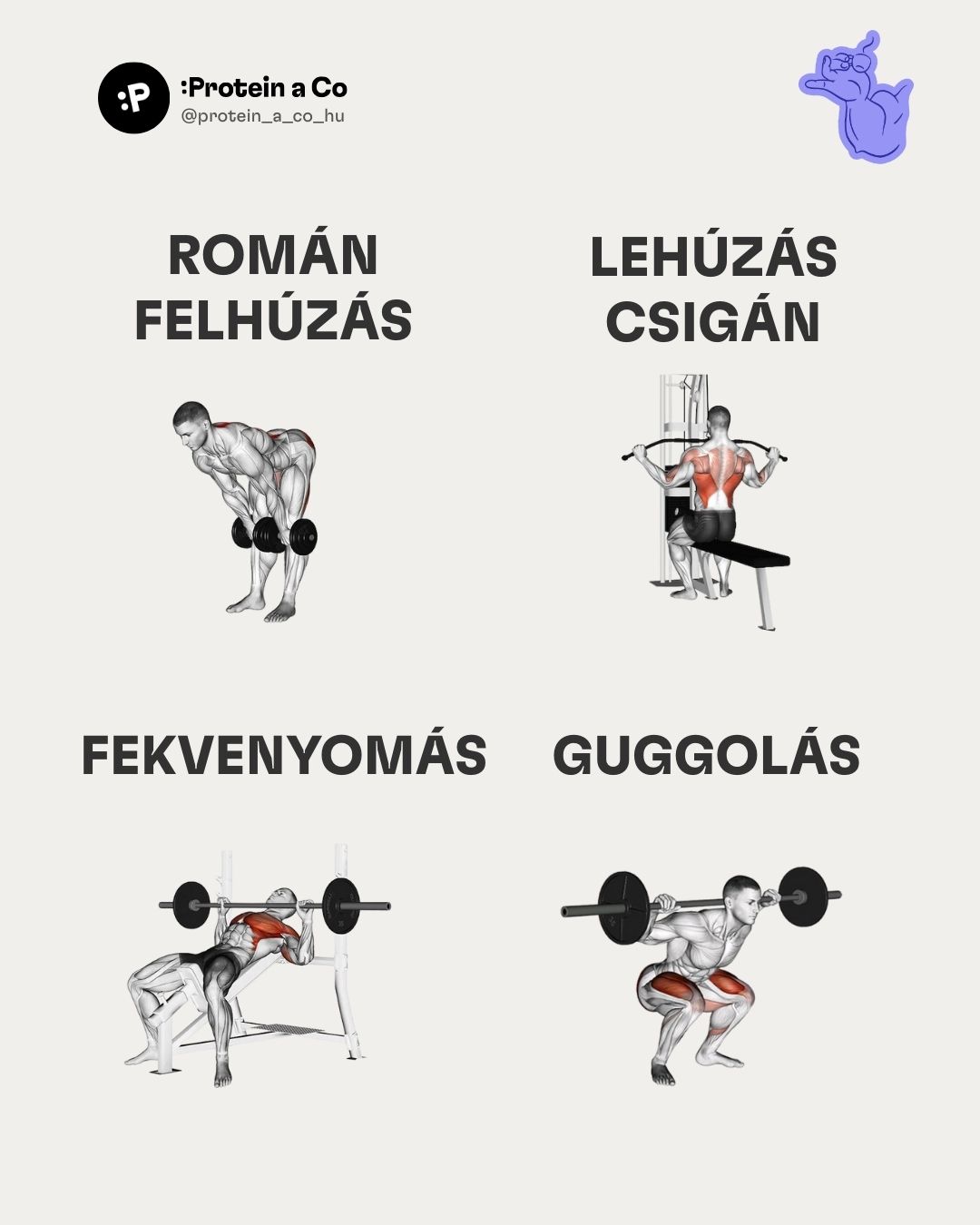 Nejlepsi-cviky-do-fitka-HU-1-clanek-cviceni-proteinaco