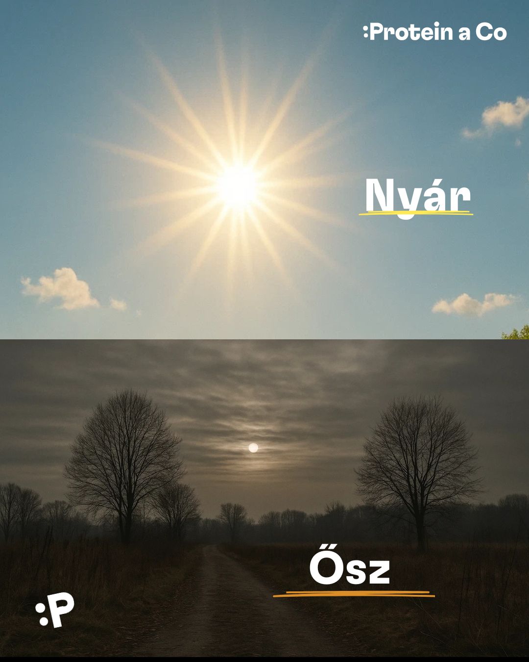 Vitamin-D-2-clanek-vyziva-proteinaco