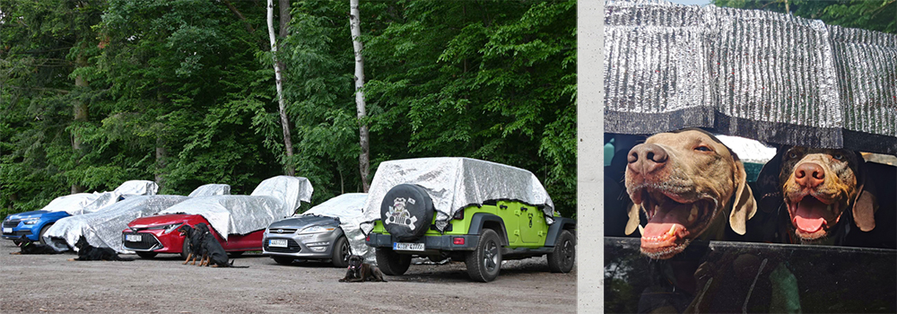 Cestujete se svými mazlíčky? Dopřejte jim pohodu v autě.