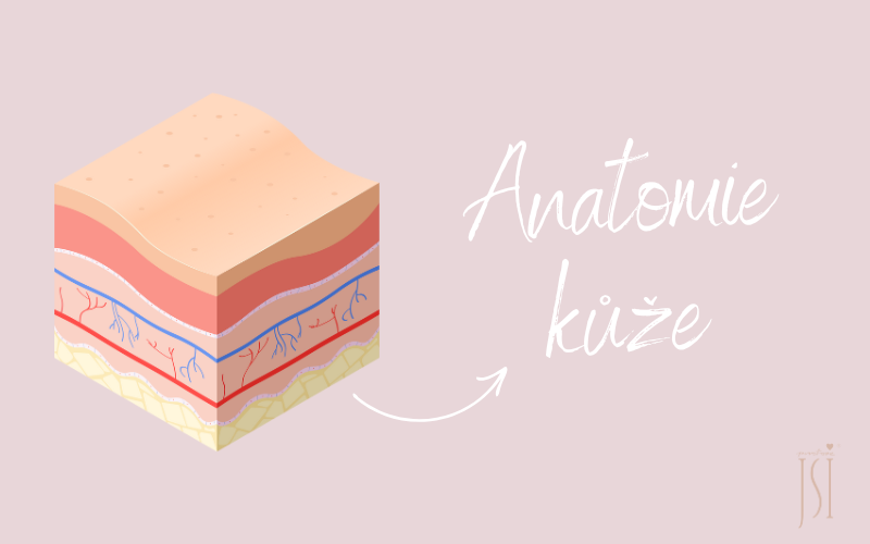 Anatomie kůže