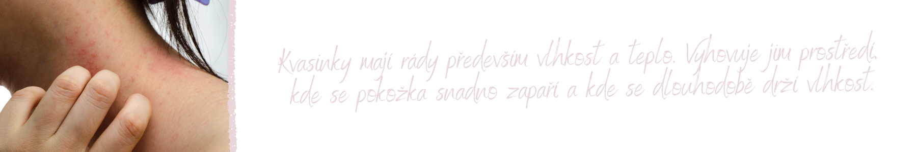 kvasinky
