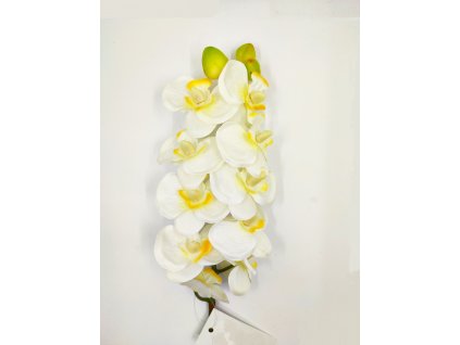 orchidej, žlutá, bílá