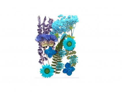 sušené květiny, modré