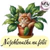 NNF 675 KOČKA