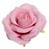 218884 hlava růřže růžová
