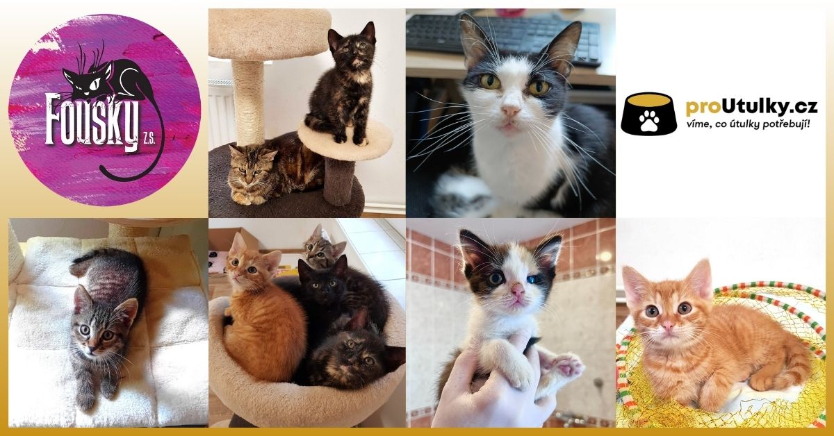 Podpora kočičího útulku Fousky z.s. přes Proutulky.cz
