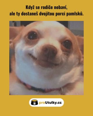 Rodinné ticho? Hlavně že pamlsky jsou navíc 😎🐾 Chceš, aby se takhle radovali i útulkáči? 👉 odkaz v biu