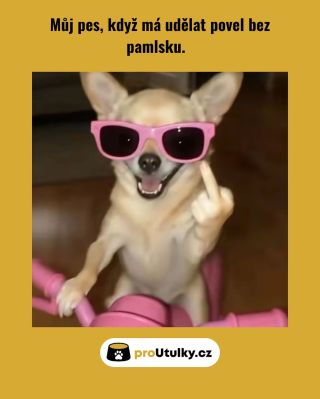 Ne každý povel jde bez motivace 😌🐕 A ne každý pes má jistotu plné misky. 🤍 Pomoz těm, pro které pamlsek není samozřejmostí...